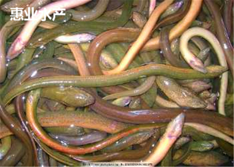 黃鱔魚苗