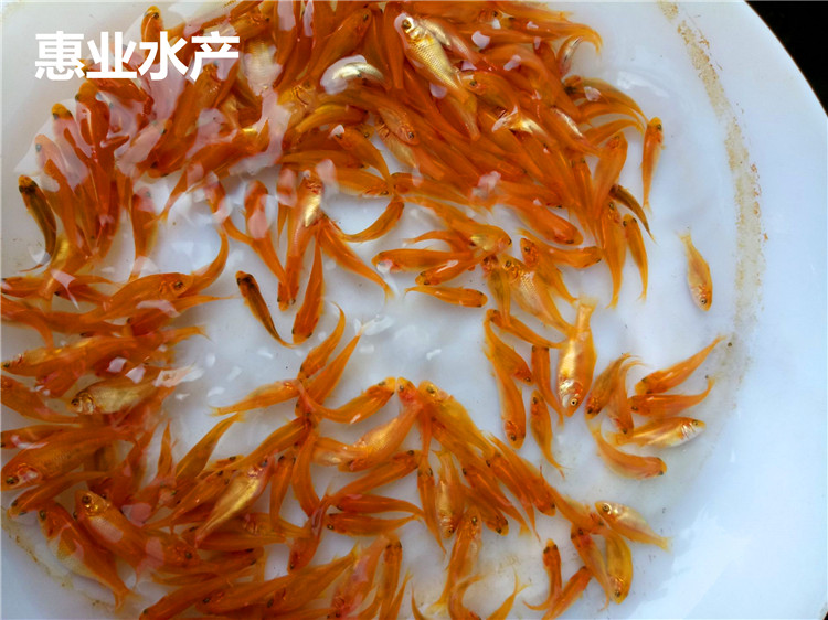 紅鯉魚苗