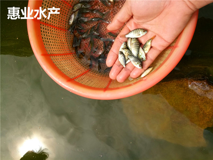 羅非魚苗