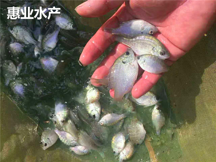 太陽魚苗