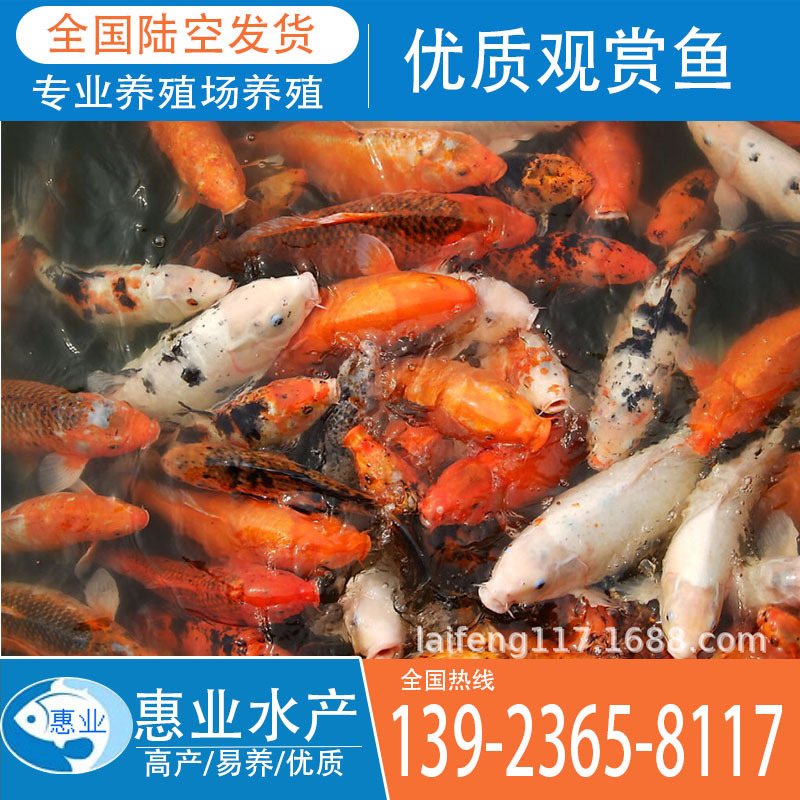優質觀賞魚