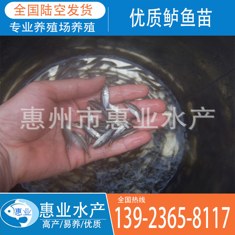 優(yōu)質(zhì)鱸魚苗 淡水魚苗出售