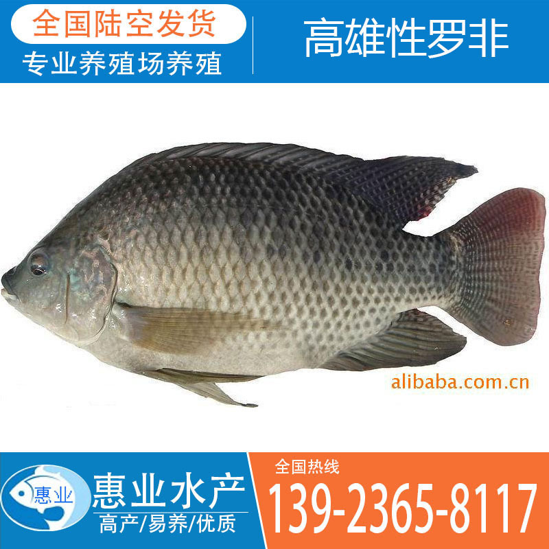惠業高雄性羅非