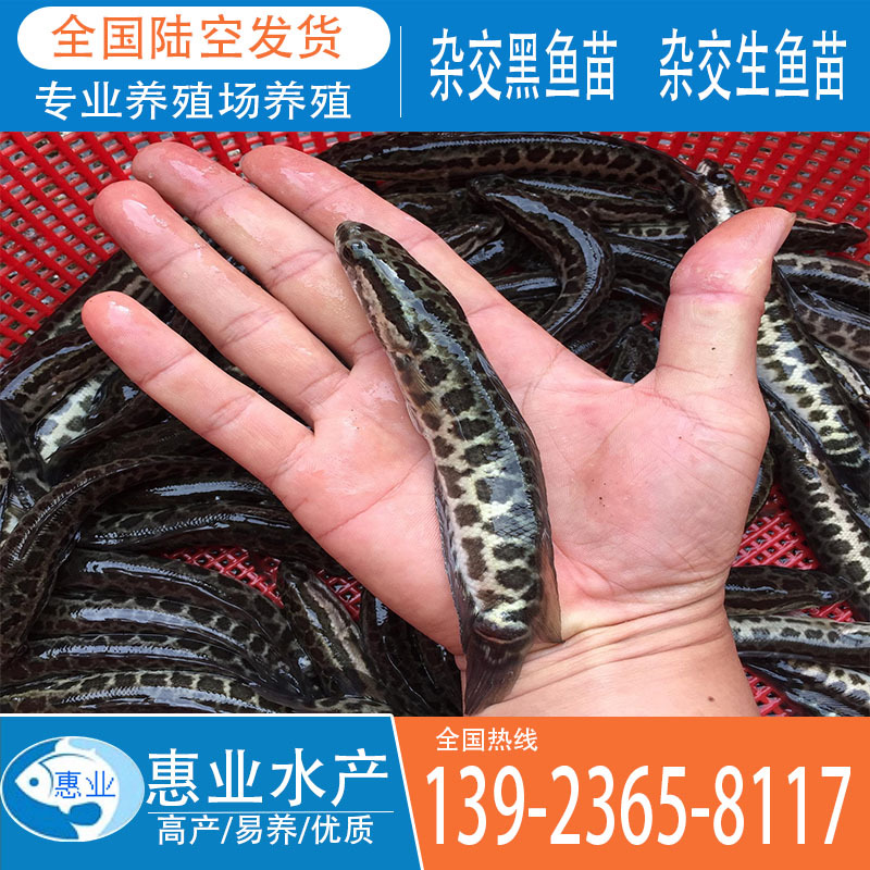 雜交黑魚苗